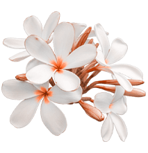 flower 1 1 1